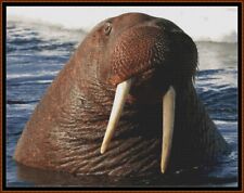 Creature acquatiche tricheco usato  Spedire a Italy