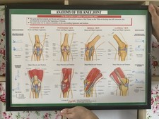 Vintage medical anatomical for sale  LINCOLN