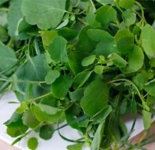 Papalo herb seeds for sale  Houston