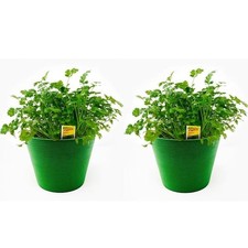 1.5 qt. herb for sale  Los Angeles