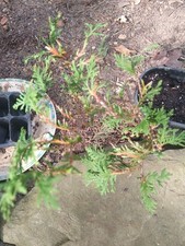 Arborvitae green trees for sale  Fairview