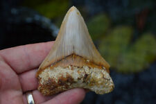 Mega megalodon shark for sale  UK