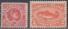 Newfoundland 1887 rose for sale  EDINBURGH