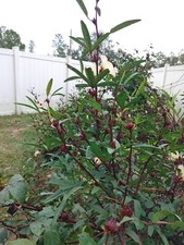 Roselle jamacian sorrel for sale  Anthony