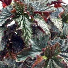 Small begonia fannie for sale  Old Town