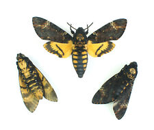 Véritable papillon sphinx d'occasion  Brest