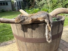 Damaged taxidermy squirrel for sale  RICHMOND