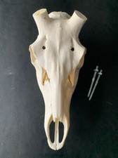 H64 schädel rothirsch gebraucht kaufen  Coesfeld