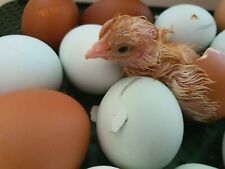 Oeufs fécondité grand d'occasion  Chemillé