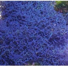 Blue hypnea macroalgae for sale  Huntington