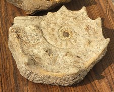 Rare ammonite fossil for sale  Edgemont