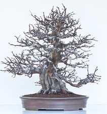 Bonsai cotogna video usato  Spedire a Italy