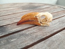Crâne calao couronné d'occasion  Lorient