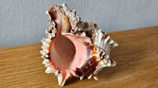 Natural sea shell for sale  PERTH
