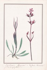 Lychnide lychnis viscaria d'occasion  Expédié en France
