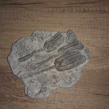 Seelilie encrinus lilliformis gebraucht kaufen  Bremerhaven