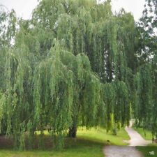 Weeping willow unrooted for sale  Sewell