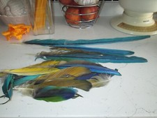 macaw feathers for sale macaw feathers for sale CHICHESTER