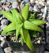 Aloloba tyson hybrid for sale  Encinitas