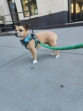 Experienced pet sitter for sale  Bronx