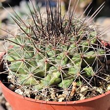 Mammilaria carnea live for sale  Fresno