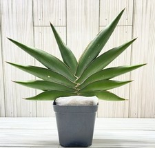 Sansevieria hybrid sawasdee for sale  Winchester