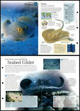 Stingray fish discovering for sale  SLEAFORD