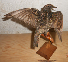 Ancienne taxidermie petit d'occasion  France