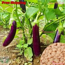 Chinese eggplant purple for sale  Ontario