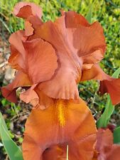 Iris plants jasper for sale  Newark