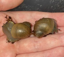 Megalobulimus land snail for sale Megalobulimus land snail for sale  BOURNEMOUTH