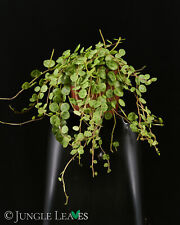 Peperomia prostrata minipflanz gebraucht kaufen  Herten