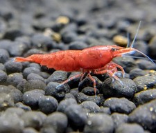 Cherry shrimp freshwater for sale  Naples