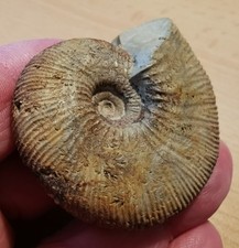 Ataxioceras berjura malm gebraucht kaufen  Rudersberg