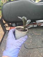Black raven plant for sale  Englewood