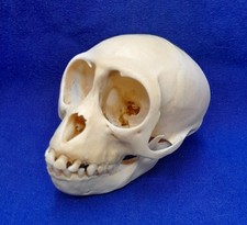 Monkey skull possibly for sale  LONDON