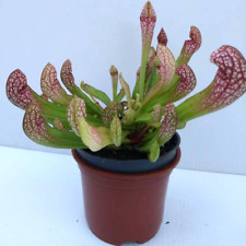 Sarracenia wrigleyana hybrid for sale  AMMANFORD