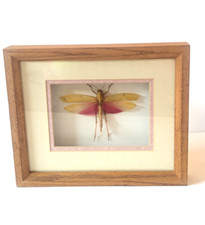 Framed shadow box for sale  Helena