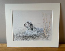 Engligh setter dog for sale  BANCHORY