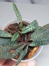 Rare paphiopedilum rungsuriyan for sale  LONDON