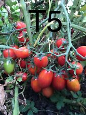 Graine tomate taille d'occasion  La Pacaudière