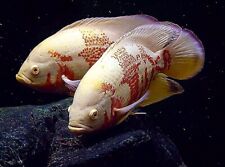 Astronotus ocellatus albino for sale  LONDON