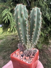 V.rare usa hybrid for sale  KNARESBOROUGH