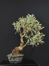 Bonsai olivo con usato Bonsai olivo con usato  Cison di Valmarino