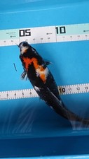 14in showa female for sale  Punta Gorda