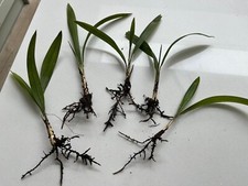Year old trachycarpus for sale  WATERLOOVILLE