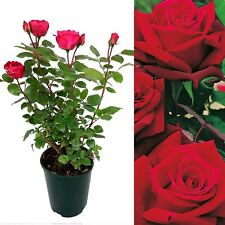 Rose bush deep for sale  GLASGOW