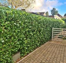 Laurel evergreen bare for sale  ALTON