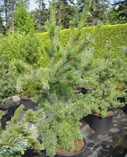 Pinus parviflora tempelhof gebraucht kaufen  Zetel