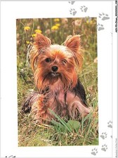Akvp9 0714 chien d'occasion  France